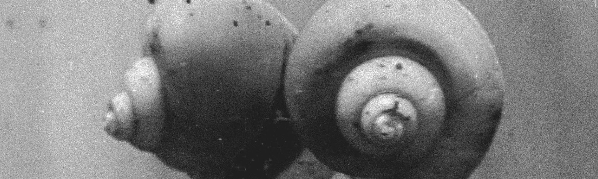 slow signals exhibition snails 2000 slider.jpg